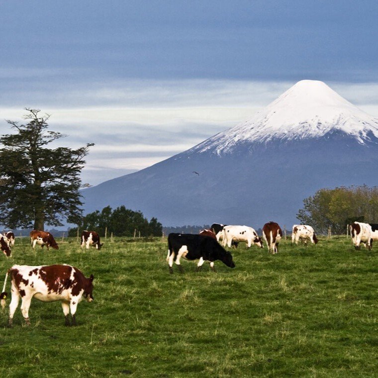 Campos de Osorno